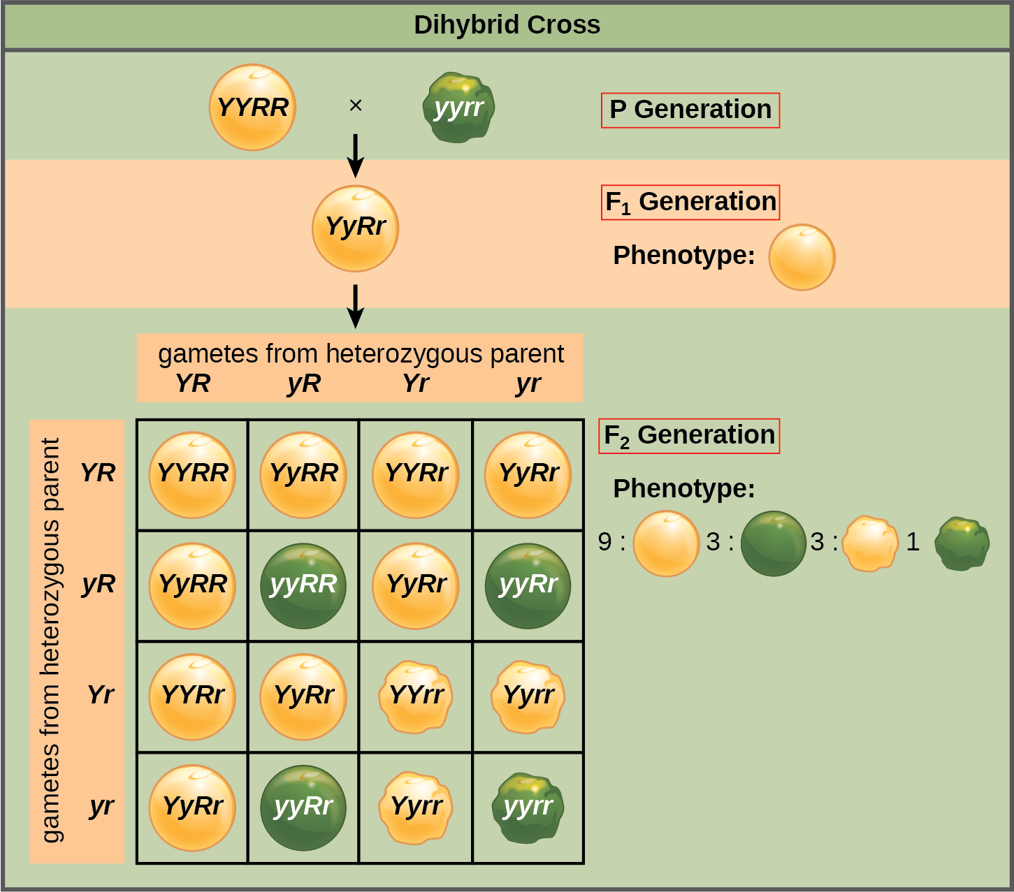 Progeny Meaning
