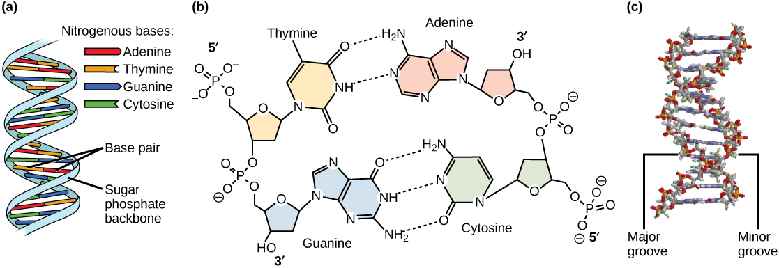 DNA Structure And Sequencing OpenStax Biology 2e