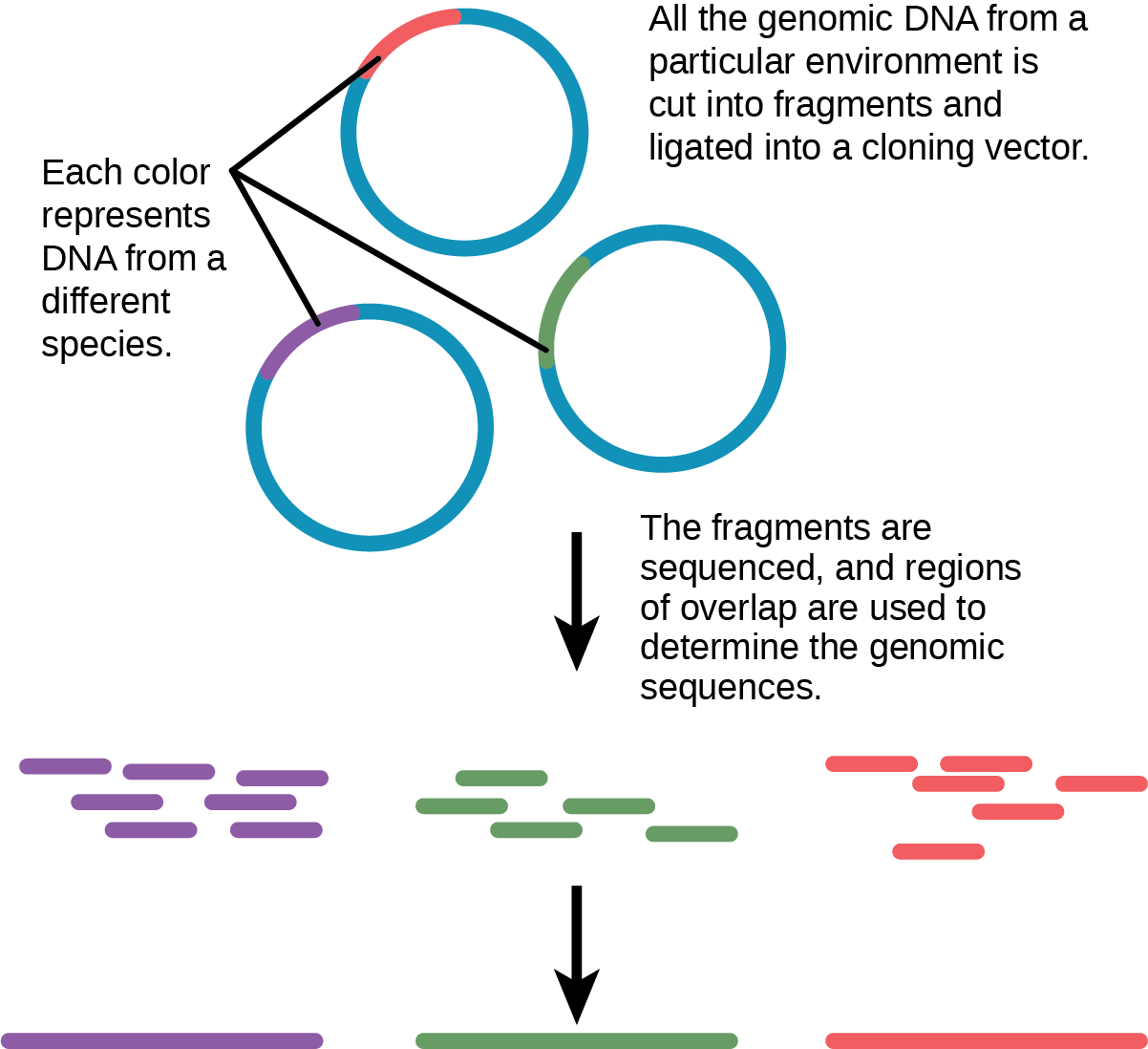 In metagenomics, all of the genomic DNA from a particular environment is cut into fragments and ligated into a cloning vector. The fragments, which may be from several different species, are sequenced. Regions of overlap indicate that two fragments came from the same species. Thus, the genome of each species present can be determined.