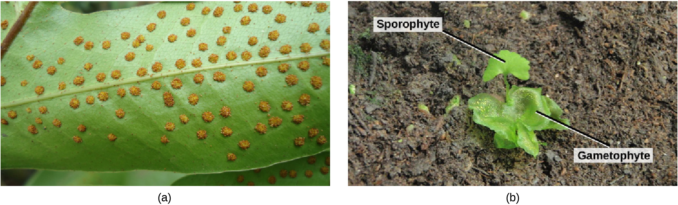 Photo A shows small bumps called sori on the underside of a fern frond. Photo B shows a young sporophyte with a fan-shaped leaf growing from a lettuce-like gametophyte.