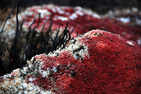 The Sphagnum in the photo has the appearance of a bumpy red carpet with protruding black stalks.