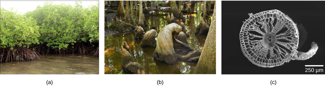 Photo A shows mangrove trees with roots extending into the water. Part B shows cypress trees growing in the water, with upward-growing roots between the trees. Part C is a scanning electron micrograph showing a cross section of wild rice. The cells radiate from the center like spokes on a bicycle wheel, and are interspersed by large spaces that hold air.