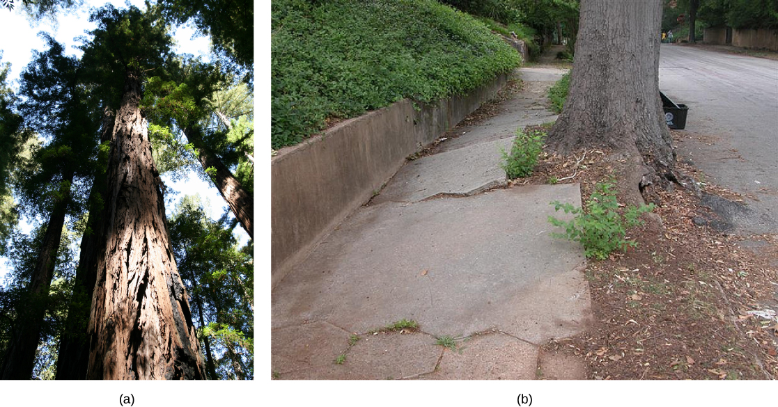 Photo (a) shows the brown trunk of a tall sequoia tree in a forest. Photo (b) shows a grey tree trunk growing between a road and a sidewalk. The roots have started to lift up and crack the concrete slabs of the sidewalk.