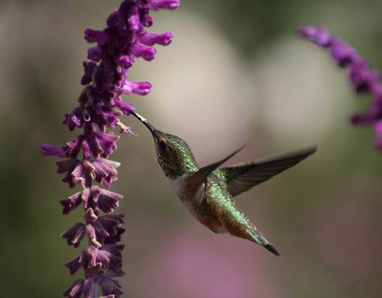 Photo depicts a hummingbird drinking nectar from a flower.