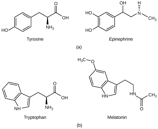 Types Of Hormones OpenStax Biology 2e