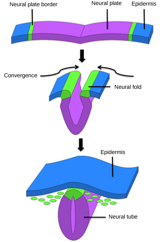 Illustration shows a flat sheet. The middle of the sheet is the neural plate, and the epidermis is at either end. The neural plate border separates the neural tube from the epidermis. During convergence the plate folds, bringing the neural folds together. The neural folds fuse, joining the neural plate into a neural tube. The epidermis separates and folds around the outside.