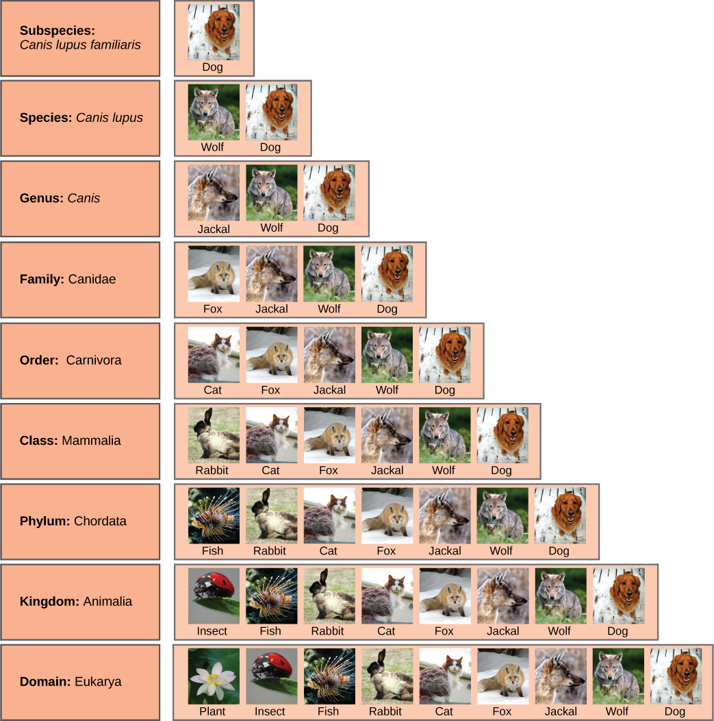 Illustration shows the taxonomic groups shared by various species. 