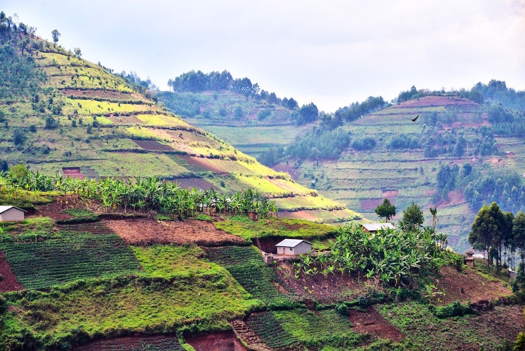 Deforested hills converted to agriculture in Uganda