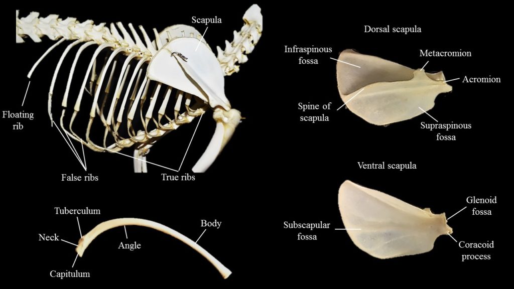 Cat scapula & ribs Atlas of Comparative Vertebrate Anatomy