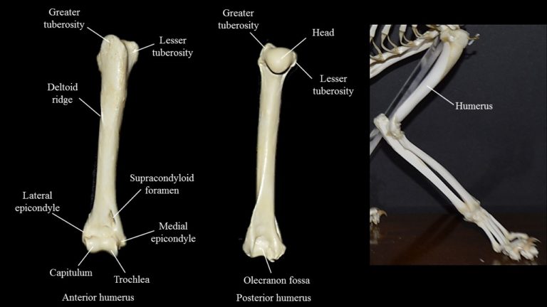 Cat limbs Atlas of Comparative Vertebrate Anatomy