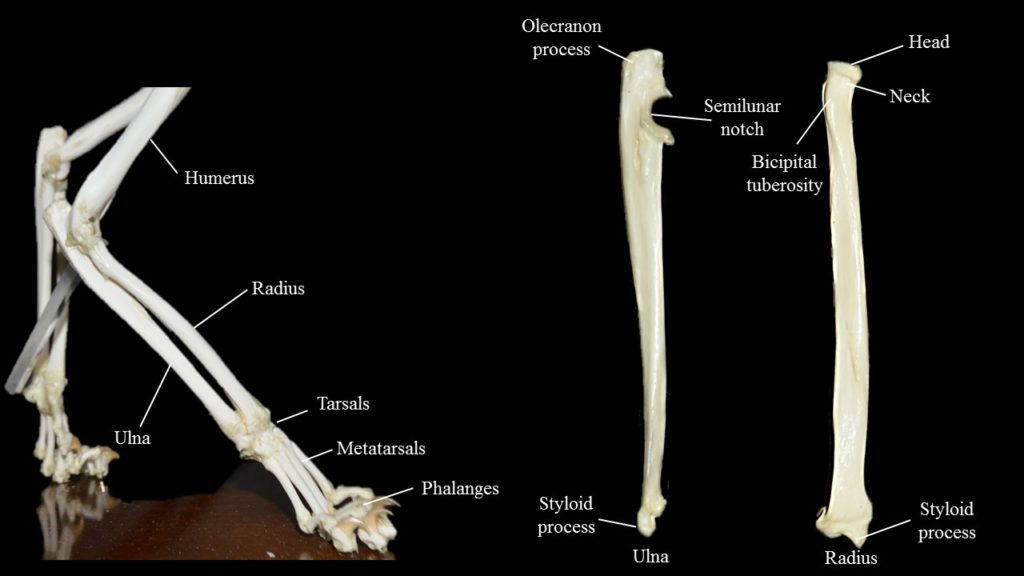 Cat limbs Atlas of Comparative Vertebrate Anatomy