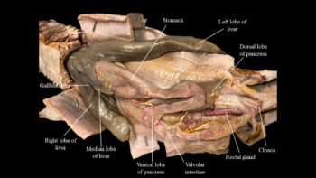 Squalus digestive system | Atlas of Comparative Vertebrate Anatomy