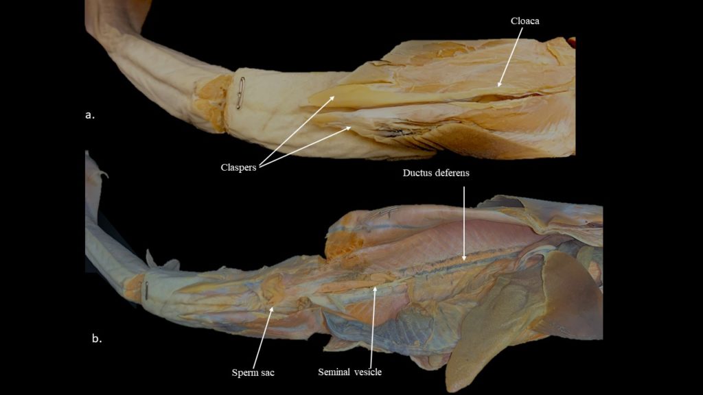 Squalus urogenital systems Atlas of Comparative Vertebrate Anatomy