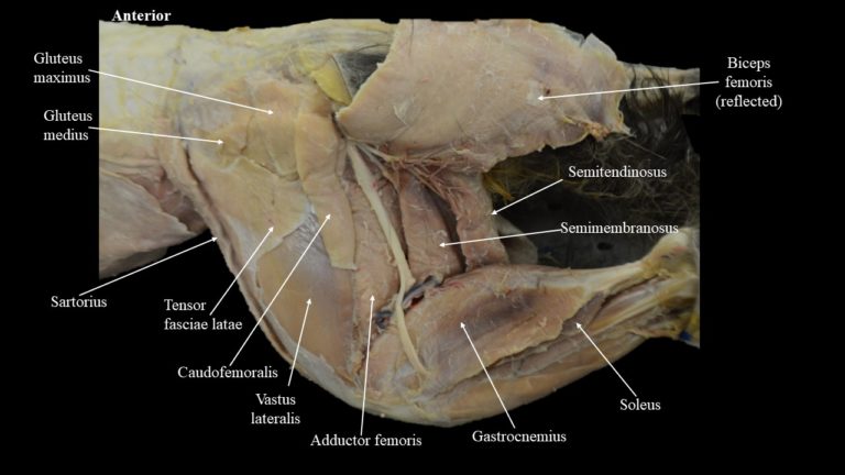 Cat musculature | Atlas of Comparative Vertebrate Anatomy