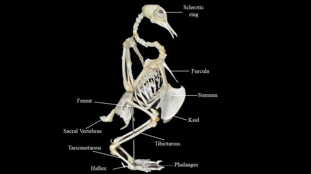 Pigeon skeleton Atlas of Comparative Vertebrate Anatomy