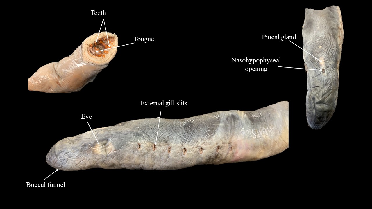 Adult Lamprey Atlas Of Comparative Vertebrate Anatomy