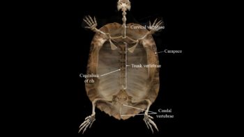 Turtle skeleton | Atlas of Comparative Vertebrate Anatomy