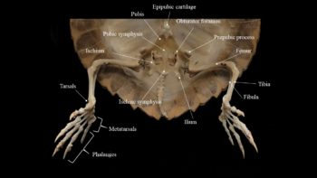 Turtle Skeleton Atlas Of Comparative Vertebrate Anatomy turtle-skeleton-atlas-of-comparative-vertebrate-anatomy
