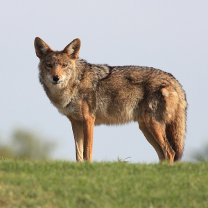 coyote