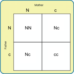 Punnett square showing traits from a mother and father. The mother is Nc and the Father is Nc, so there is a table with four combinations of NN, Nc, Nc, and cc