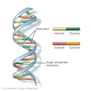 DNA strand showing the double strands, with the base pairs adenine, thyamine, guanine, and cytonine between.