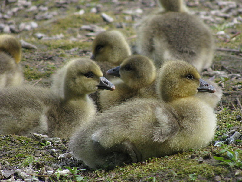 Baby graylag geese.