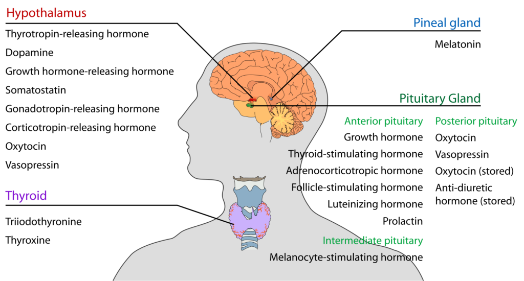 Sexuality | Lifespan Development