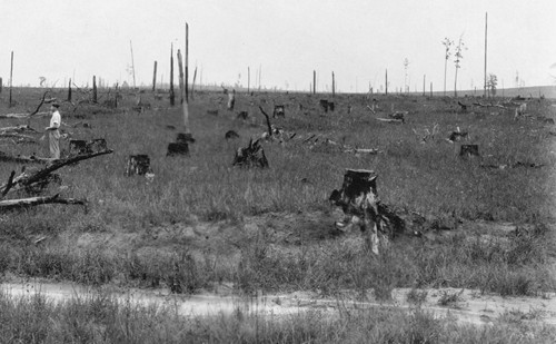 Clear Cutting, Louisiana, 1930