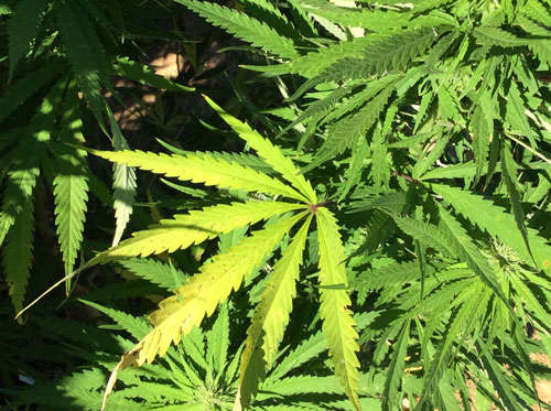 National Institute on Drug Abuse at the National Institute of Health at https://www.drugabuse.gov/ publications/drugfacts/marijuana-medicine