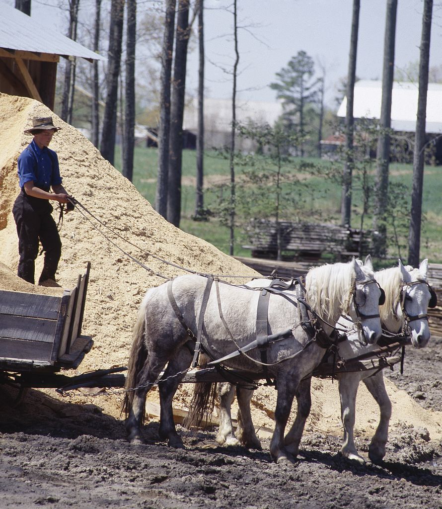 Amish parents are allowed to homeschool their children without harassment from local school authorities as a result of the decision in Wisconsin v. Yoder (1972). (Credit: Carol M. Highsmith, Photographer, between 1980—2006; at https:www.loc.gov/item/2011630183)
