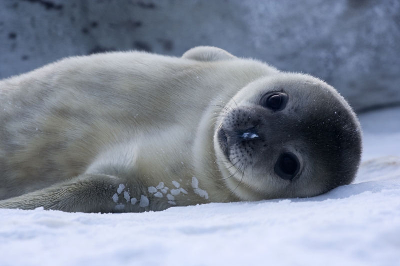 Photo of baby Weddell seal