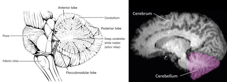 Cerebellum | Anatomy