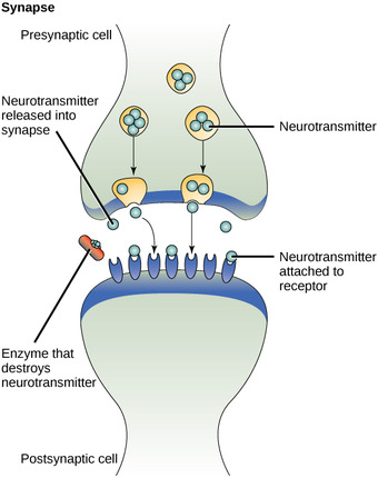 Synapsis