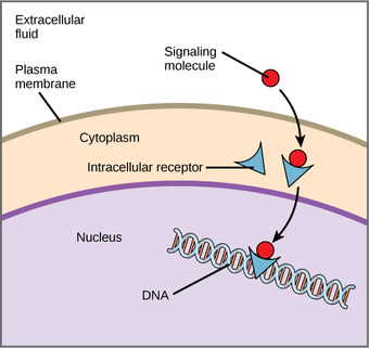 Intracellular Receptors
