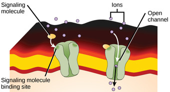 Gated-Ion Channels