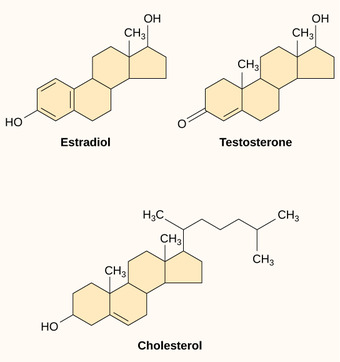 Steroid Hormones