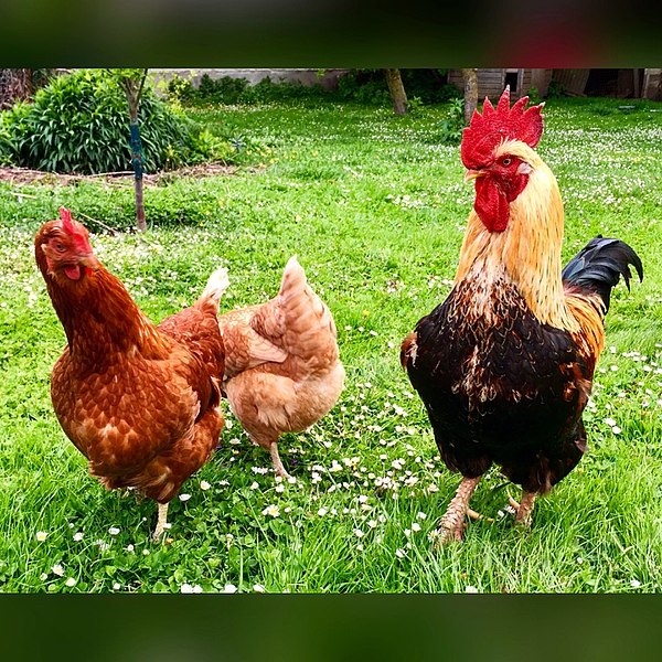 Vocabulario Los animales Introductory Spanish II