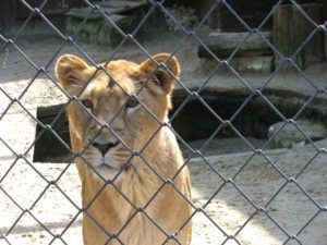 A lioness behind a fence.