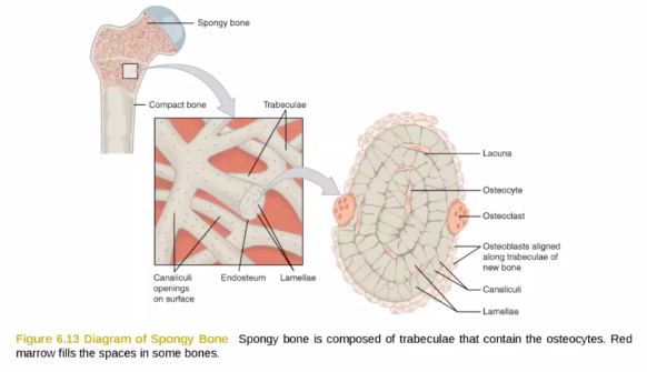 Diagram of a spongy bone, composed of trabuculae that contain the osteocytes.