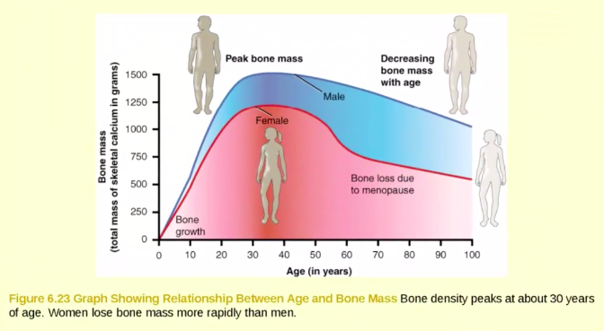 Line graph showing relationship between age and bone mass for men and women. It shows that bone density peaks around 30 years of age and women lose bone mass more rapidly than men.