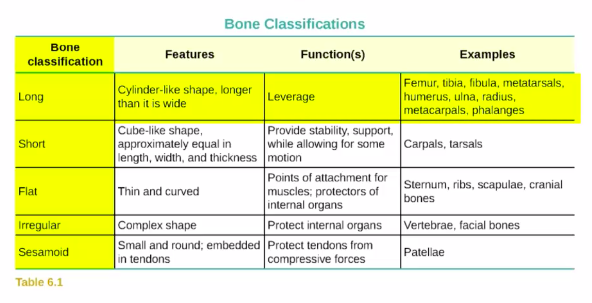 A Table showing bone classifications: long, short, flat, irregular, and sesamoid bones, with descriptions of their features, function, and examples.