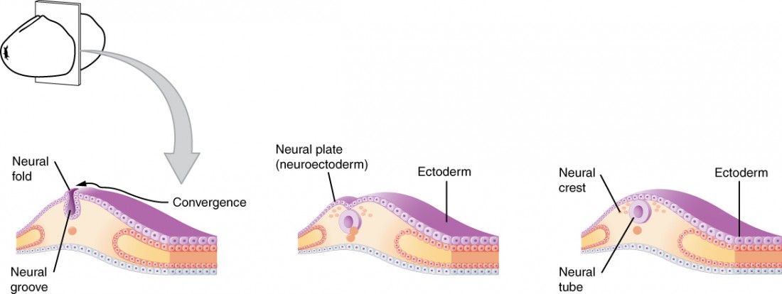 This figure shows the development of the neural tube in an embryo. The left panel shows the formation of a neural fold in the neuroectoderm. The middle panel shows the formation of the neural plate and the right panel shows the formation of the neural crest and neural tube.