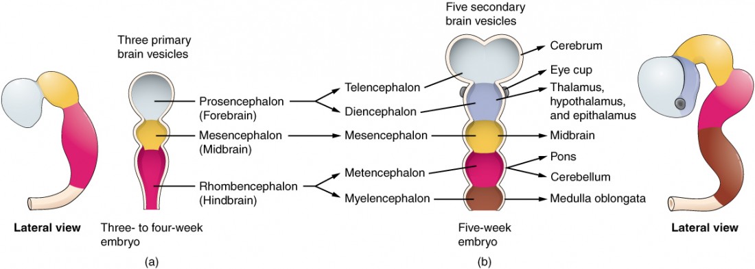 This image shows the developmental stages of the brain. The left panel shows a lateral view and an anterior view of the brain of a three-to-four week old embryo The three regions are labeled. The right panel shows the anterio and lateral view of a five-week embryo and the five regions are labeled.
