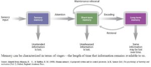 information memory model processing atkinson development theories computer shiffrin term stages long figure through three according lifespan psychology