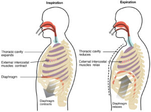 Diagram of a human torso, showing how the diaphragm contracts with inspiration and relaxes for expiration. As the diaphragm contracts, the thoracic cavity expands and the external intercostal muscles contract. With expiration, the thoracic cavity reduces and the external intercostal muscles relax.