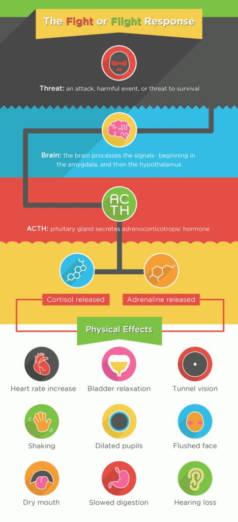 The fight or flight response is triggered by a threat: an attack, harmful event, or threat to survival. The brain processes the signals, beginning in the amygdala, and then the hypothalamus. The ACTH: the pituitary gland secretes adrenocorticotropic hormone. Then cortisol and adrenaline are released. The physical effects of which include heart race increase, bladder relaxation, tunnel vision, shaking, dilated pupils, flushed face, dry mouth, slowed digestion, and hearing loss.