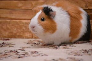 A guinea pig