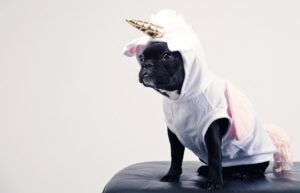 A pug wearing a unicorn costume