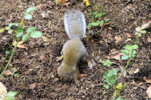 A squirrel digging