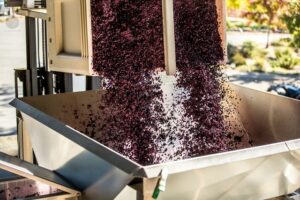 Machine dumping grapes into a hopper